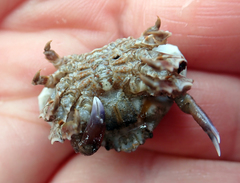 Eurynolambrus australis