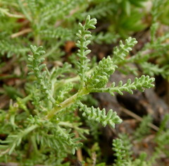 Santolina ericoides