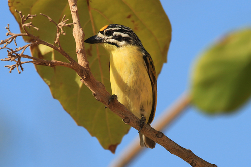 Yellow-fronted Tinkerbird
