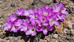 Oxalis adenophylla