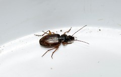Agonum sordidum