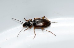 Agonum sordidum