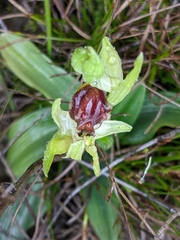 Ophrys sphegodes massiliensis