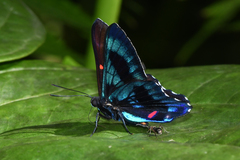 Ancyluris etias