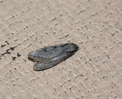Semioscopis avellanella