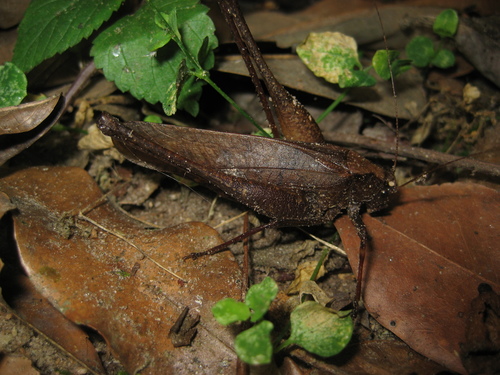 Afromecopoda frontalis