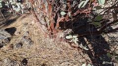 Arctostaphylos mewukka