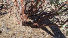 Arctostaphylos mewukka