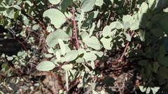 Arctostaphylos mewukka