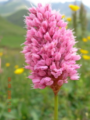 Bistorta carnea