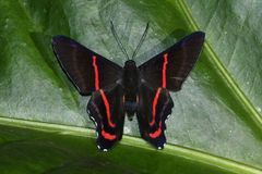 Ancyluris etias