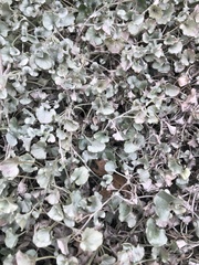 Dichondra argentea