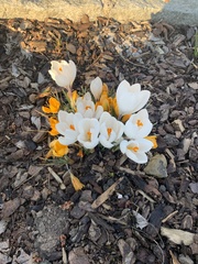 Crocus vernus