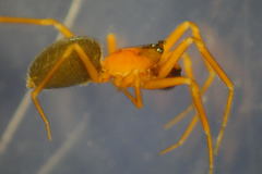 Walckenaeria corniculans