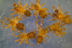 Microneta viaria