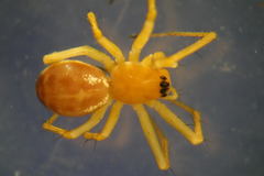 Linyphia hortensis