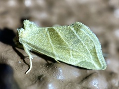 Plagiomimicus tepperi