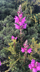 Antirrhinum majus