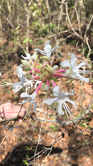 Rhododendron canescens image