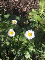 Bellis perennis