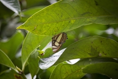 Metamorpha elissa