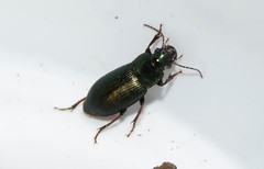 Harpalus distinguendus distinguendus