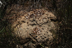 Microhodotermes viator