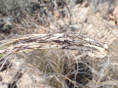 Tenaxia stricta