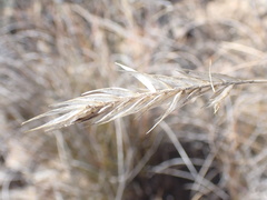 Tenaxia stricta