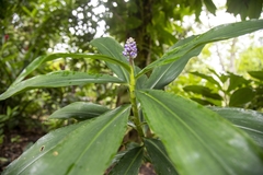 Dichorisandra thyrsiflora