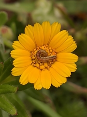 Cucullia calendulae