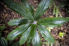 Dichorisandra thyrsiflora