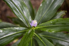 Dichorisandra thyrsiflora