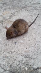 Rattus