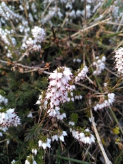 Erica carnea