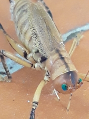 Nastonotus foreli