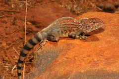 Ctenophorus caudicinctus