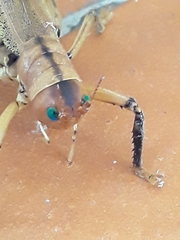 Nastonotus foreli
