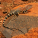 Ring-tailed Dragon - Photo (c) Travis W. Reeder, some rights reserved (CC BY-NC), uploaded by Travis W. Reeder