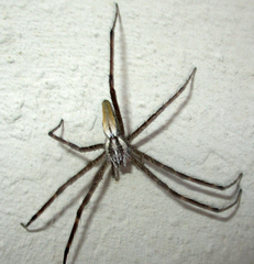 Euprosthenops