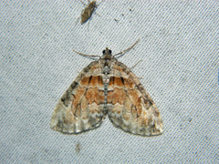 Dysstroma hersiliata