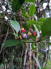 Psychotria nuda