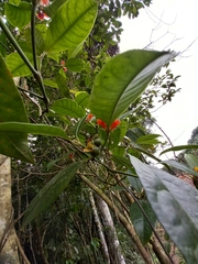 Psychotria nuda