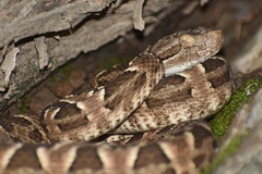 Bothrops diporus