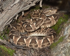 Bothrops diporus