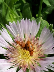 Leptopalpus rostratus