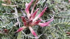 Astragalus incanus