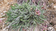Astragalus incanus