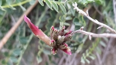 Astragalus incanus