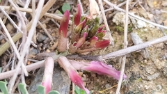 Astragalus incanus